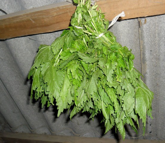 Веник из крапивы для бани Веник из крапивы для бани