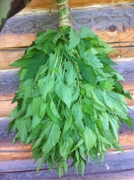 Какие бывают веники для бани Какие бывают веники для бани