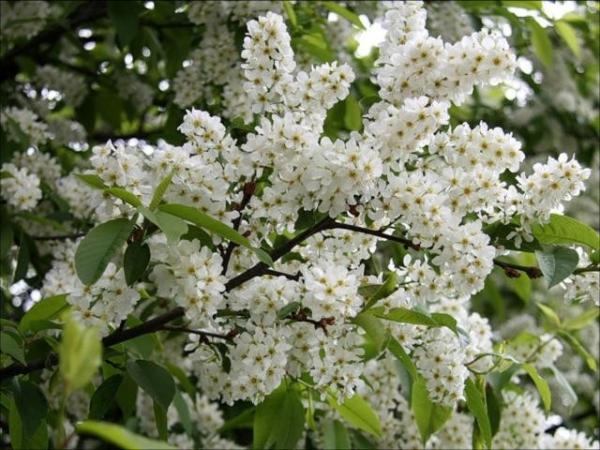 Как правильно париться в русской бане Как правильно париться в русской бане