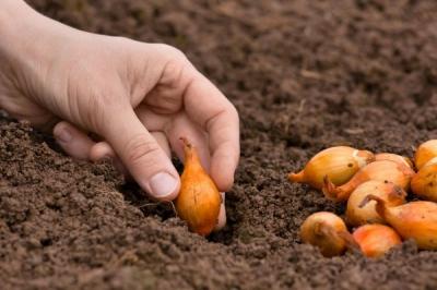Как вырастить лук из семян за один сезон? Лучшие рекомендации и главные советы Как вырастить лук из семян за один сезон? Лучшие рекомендации и главные советы